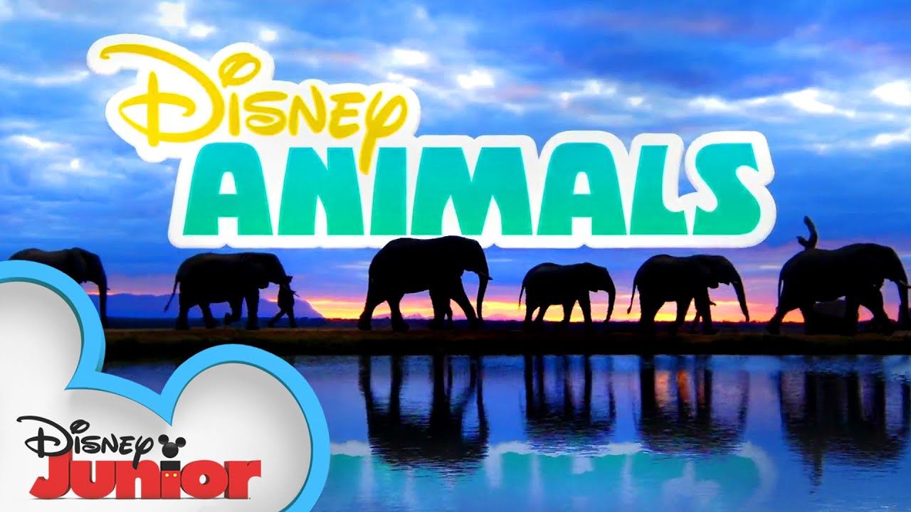 image 0 Disney Animals Trailer 🐊  : @disney Junior