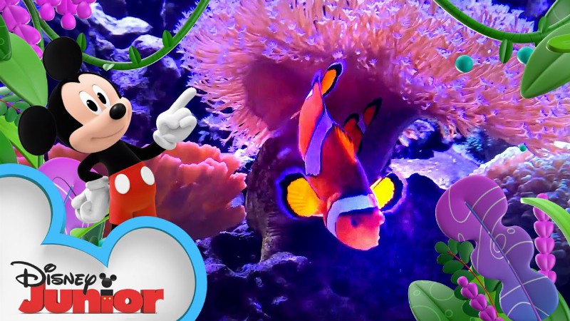 Ocean 🌊  : Disney Animals : Mickey Mouse Funhouse : @disney Junior